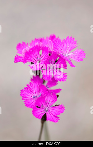 Rosa dei certosini, Dianthus carthusianorum close up di fiori contro il grigio chiaro dello sfondo. Foto Stock