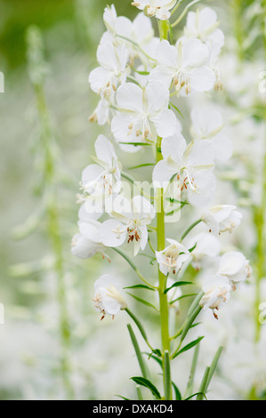 Bianco-fiorito willowherb rosebay, Chamaenerion angustifolium 'Album'. Foto Stock