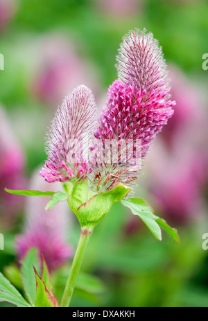 Trifolium, trifoglio, Nobel trifoglio, Trifolium Rubens. Foto Stock