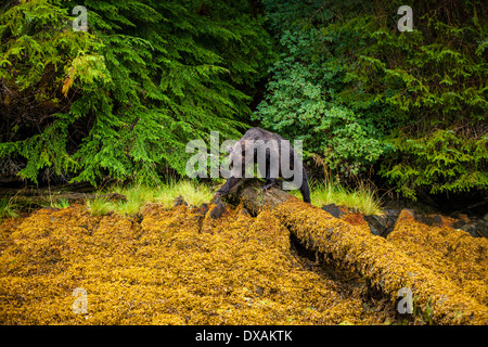 Una femmina di orso grizzly codifica sopra il terreno roccioso in British Columbia ingresso Khutzeymateen esposto durante la bassa marea. Foto Stock