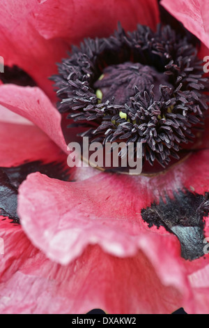 Oriental papavero, Papaver orientale " Patty la prugna', vicino che mostra il nero stame all'interno. Foto Stock