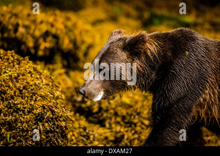 Una femmina di orso grizzly codifica sopra il terreno roccioso in British Columbia ingresso Khutzeymateen esposto durante la bassa marea. Foto Stock