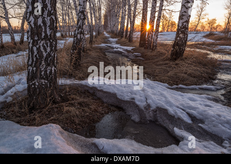 Tramonto primaverile in betulla grove Foto Stock