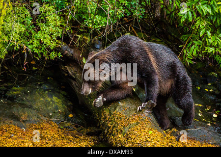 Una femmina di orso grizzly codifica sopra il terreno roccioso in British Columbia ingresso Khutzeymateen esposto durante la bassa marea. Foto Stock