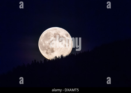 La luna piena sorge sopra il pendio boscoso di una montagna nel Parco Nazionale di Glacier nel Montana, USA. Foto Stock