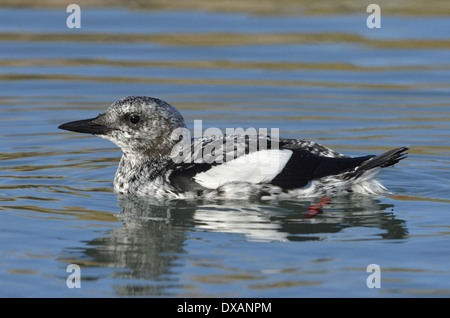 Black Guillemot Cepphus grylle - piumaggio invernale Foto Stock