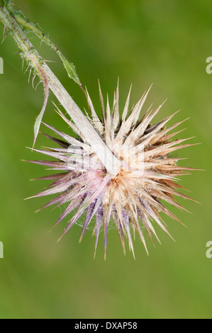 Musk thistle, Carduus nutans, impulso breve flowerhead visto da dietro. Foto Stock