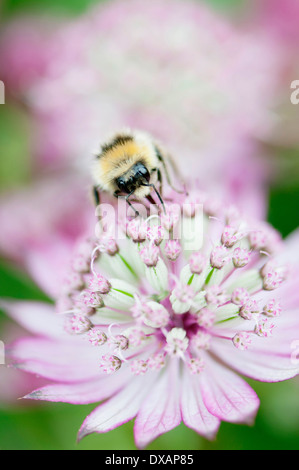 Masterwort, Astrantia major, fiore close up con bee nettare di raccolta. Foto Stock