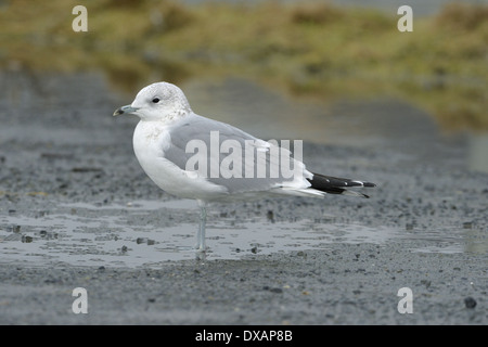 Gabbiano comune Larus canus - 2° d'inverno. Foto Stock