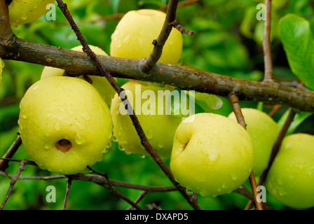 Cotogna giapponese Foto Stock