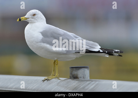 Anello-fatturati Gull Larus delawarensis - Inverno adulto. Foto Stock