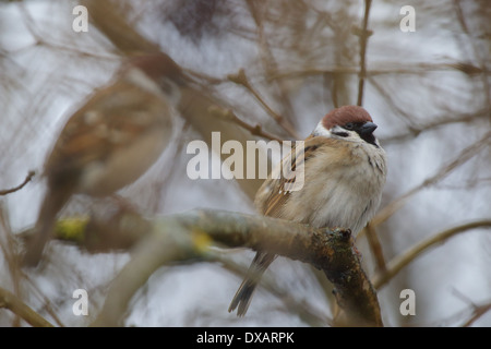 Paio di Tree Sparrow (Passer montanus) Foto Stock