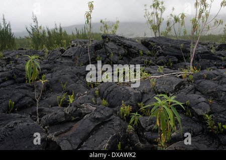 Eruzioni di lava negli ultimi accumulata ad est dell'isola di Reunion in Le Grand Brule. Il Grand Brûlé è la costiera Foto Stock
