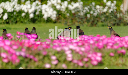 Myna comune e aiuola Foto Stock