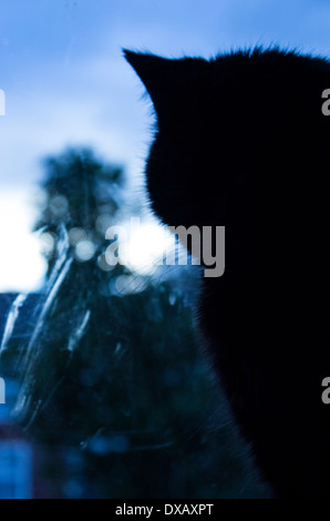 Cat guardando fuori della finestra Foto Stock