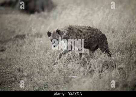 Spotted hyena (Crocuta crocuta), vista laterale Serengeti National Park in Tanzania Foto Stock