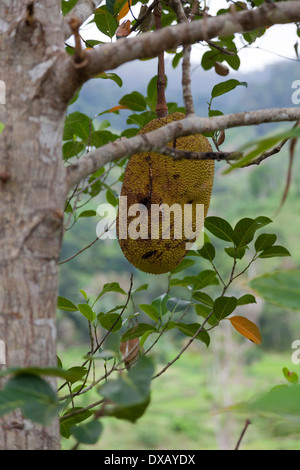 Artocarpus heterophyllus Foto Stock