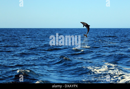 Comune di delfini Bottlenose (Tursiops truncatus) prendendo un grande salto fuori dall'acqua, isole Catalina, Costa Rica Foto Stock