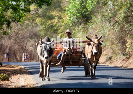 Oxcart in Madagascar Foto Stock