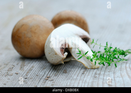 Pulsante coltivati Funghi Foto Stock