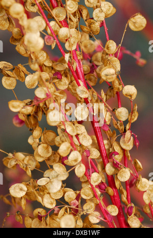 Orach rosso Foto Stock