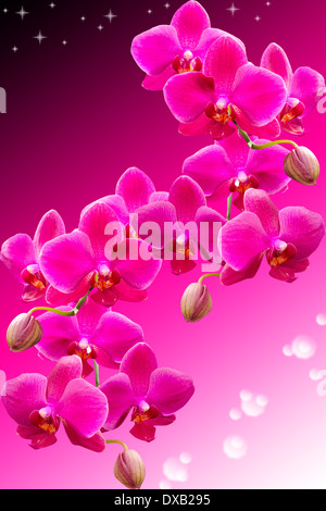 Tropical fiori viola di bellissime orchidee scuro sul gradiente dello sfondo Foto Stock