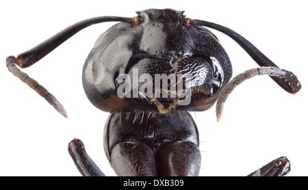A basso ingrandimento di scala di Black Ant intaglio Foto Stock