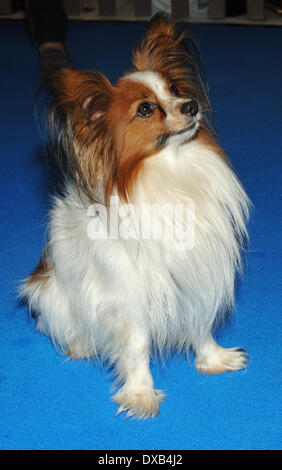 Monaco di Baviera, Germania. 22 Mar, 2014. Un cane papillon (Continental Toy Spaniel) presso la fiera di pet a Monaco di Baviera, Germania, 22 marzo 2014. Il Monaco di Baviera fiera pet (tedesco: Muenchner Heimtiermesse) corre dal 21 al 23 marzo 2014. Foto: Ursula Dueren/dpa/Alamy Live News Foto Stock