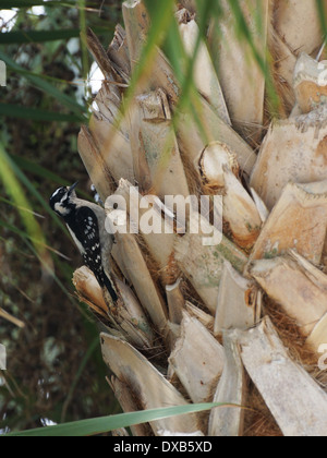 Femmina Picchio lanuginosa su cavolo Palm Tree Foto Stock