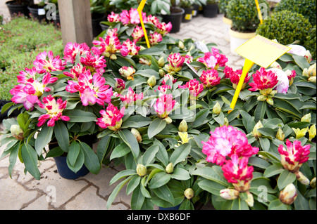 Piantine di rododendro che fiorisce in vasi per fiori Foto Stock