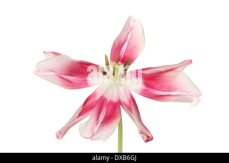 Aprire tulip flower isolata contro bianco Foto Stock