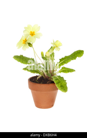 Fioritura di primrose pianta in un vaso in terracotta isolata contro bianco Foto Stock