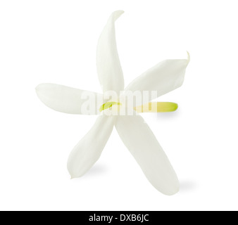 Fiori di gelsomino isolato su bianco Foto Stock