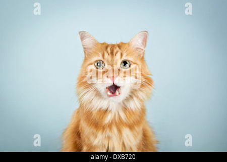 Simpatico gatto arancione con la bocca aperta, fissando la fotocamera. Foto Stock