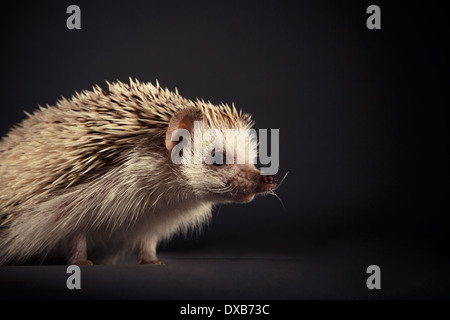 Ritratto in studio di un riccio su uno sfondo nero. Foto Stock