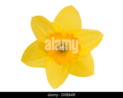 Giallo daffodil isolati su sfondo bianco Foto Stock