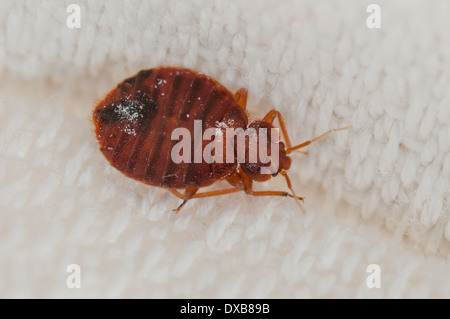 Cimici del letto (Lepinotus reticulatus) delineando una specie di peste, su un letto ricamata foglia, Spagna Foto Stock