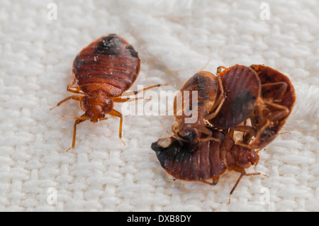 Cimici del letto (Lepinotus reticulatus) delineando una specie di peste, su un letto ricamata foglia, Spagna Foto Stock