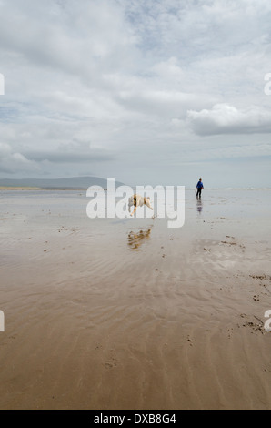 Cane a camminare in Cumbria. Una donna di esercitare la sua Lurcher sulla spiaggia di Drigg su un umido e ventoso giorno Foto Stock