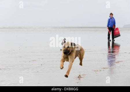 Cane a camminare in Cumbria. Una donna di esercitare la sua Lurcher sulla spiaggia di Drigg su un umido e ventoso giorno Foto Stock