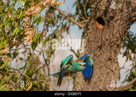 Rullo europea (Coracias garrulus) nido in un ex Dendrocopus nido su un mandorlo Foto Stock