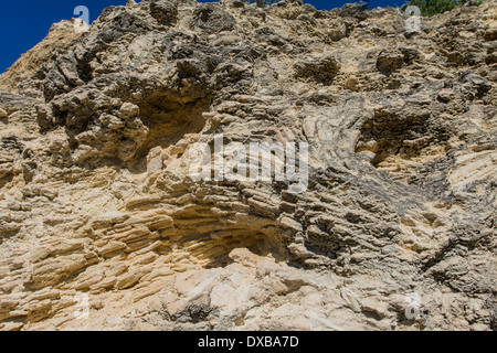 La ramificazione di fossili di corallo dal gruppo Mussimilia incorporato in fossili di barriera corallina di Sant Sadurní d'Anoia, Spagna Foto Stock