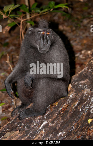 Celebes crested macaco Macaca nigra, Tankoko National Park, Sulawesi, Indonesia Foto Stock