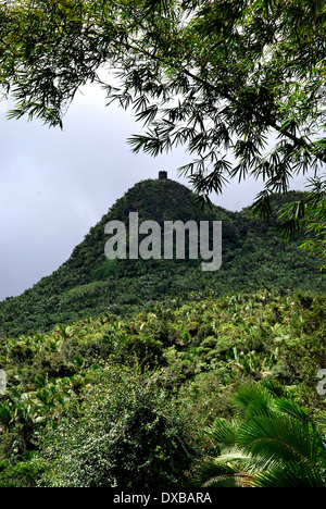 El Yunque National rain forest sull isola di Puerto Rico. Foto Stock