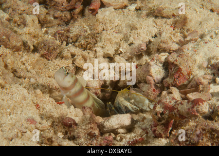 Steinitz' boreale ghiozzo con gamberetti commensali, Citrus Ridge sito di immersione, Tanjung Isola, Raja Ampat, Indonesia Foto Stock