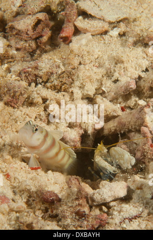 Steinitz' boreale ghiozzo con gamberetti commensali, Citrus Ridge sito di immersione, Tanjung Isola, Raja Ampat, Indonesia Foto Stock