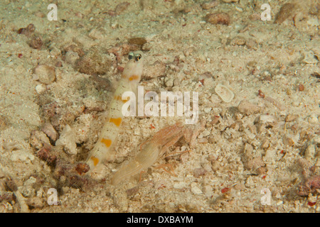 Steinitz' boreale ghiozzo con gamberetti commensali, Citrus Ridge sito di immersione, Tanjung Isola, Raja Ampat, Indonesia Foto Stock