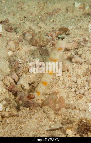 Steinitz' boreale ghiozzo con gamberetti commensali, Citrus Ridge sito di immersione, Tanjung Isola, Raja Ampat, Indonesia Foto Stock