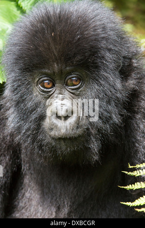 Gorilla di Montagna (Gorilla gorilla beringei) close up ritratto di bambino faccia, Parc National des Volcans, Ruanda Foto Stock