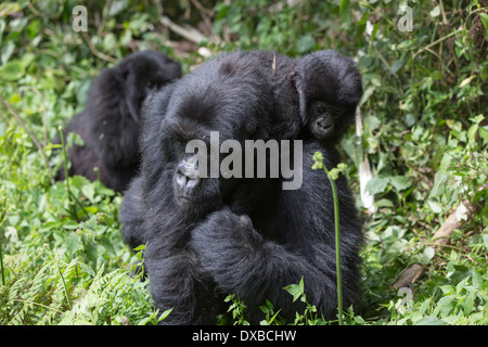 Gorilla di Montagna (Gorilla gorilla beringei) madre che trasportano neonato sulla schiena, Parc National des Volcans, Ruanda Foto Stock